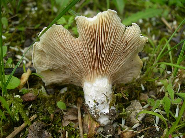 La  Flora  micologica  Alsaziana